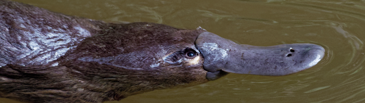 What is a Duckbill Cricket Bat Toe?  Get The 7 Key Facts Today