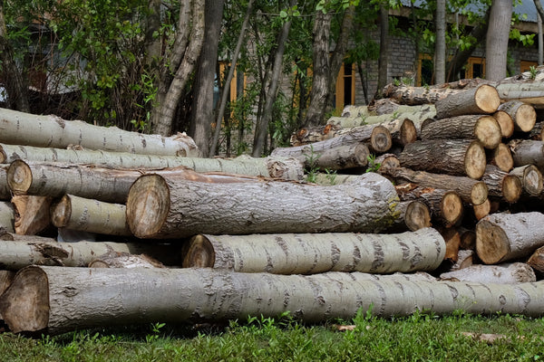 Why Are Kashmir Willow Cricket Bats Over 50% Cheaper?